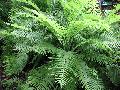 Rigid Buckler Fern / Dryopteris villarii